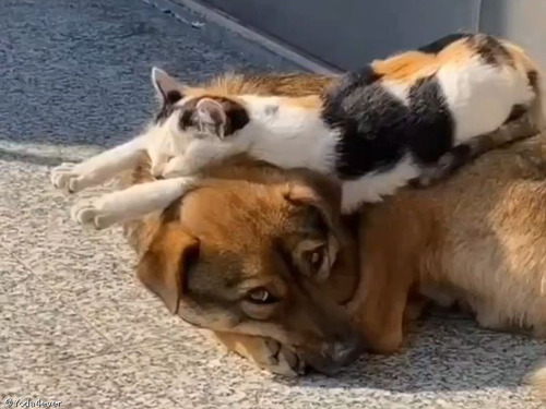 自分が赤ちゃんのままだと思っている猫…犬の上で眠る