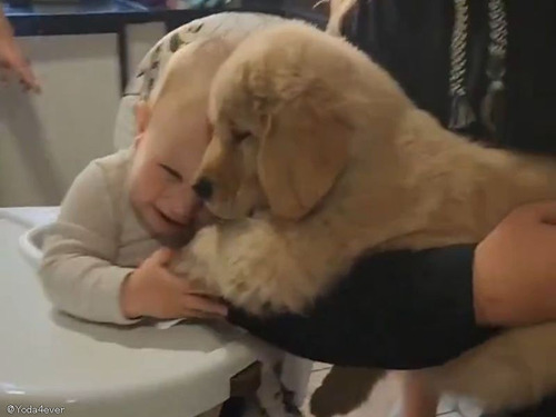 「これが人間の本能…」始めて子犬を見た赤ちゃんのリアクション