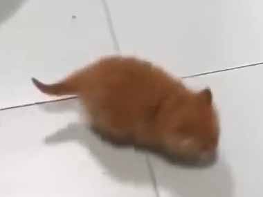 私は子ネコを飼っている → 毎日がカオスです…