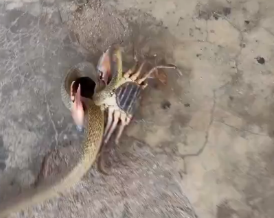 【動画】へびさん、カニと勝負するもガン負け過ぎてギブアップしてしまうwww