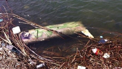 【閲覧注意】水死体の女の子、見つかる