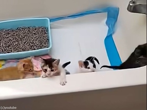 子猫たちがテントを壊したので…とりあえずお風呂に隔離させられる（動画）