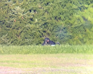 【動画】あなたを撃つスナイパーを発見した時、こんなふうに見えるらしい。