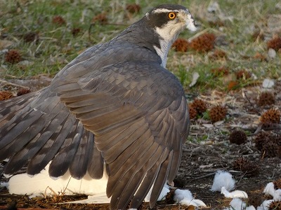 【動画】鳩さん、鷹にボコボコにされてしまうwww