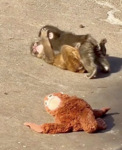 【画像】パンチくん、ぬいぐるみを捨ててメスザル相手に腰をヘコヘコしてしまう