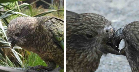 【驚愕】上クチバシ喪失のオウム、独自の戦法で群れの「絶対王者」に君臨ｗｗｗ