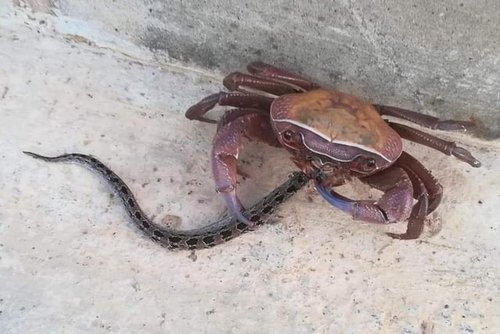 【動画】ヘビさん、カニに襲い掛かるも一方的にボコボコにされる