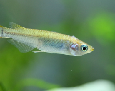 【画像】19歳少女が過去の壮絶ないじめを顔出しで訴える「顔がメダカに似てると言われそこから始まった…」