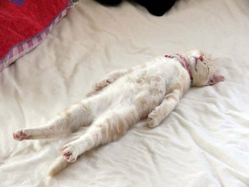 【謎】これマジで俺だけなのか分からん現象ｗｗｗ