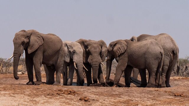 アメリカの大富豪、ハンティング中に象の群れに踏み潰され死亡