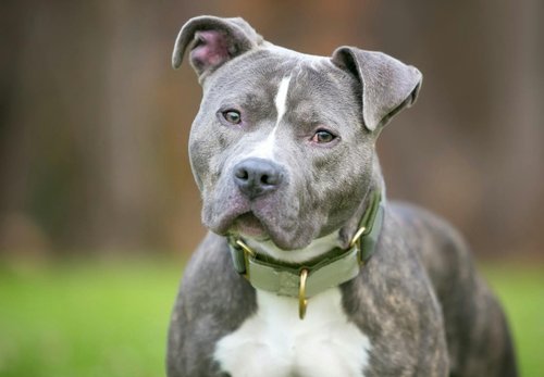 【動画】ピットブルさん、子どもに噛みついて離さない→周りの大人の対応がヤバすぎる