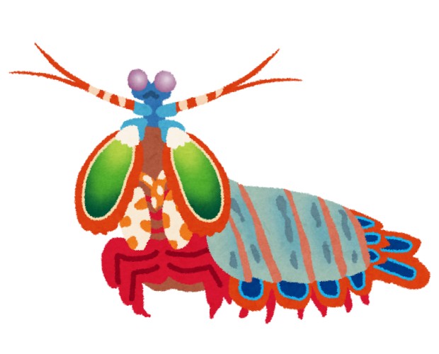 【動画】シャコ、カニとエビ相手に完全に無双するwww