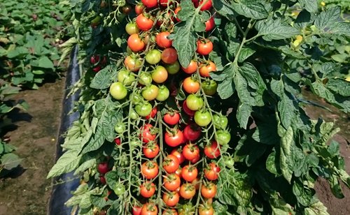 【朗報】家庭菜園でトマトを育てたがる理由、ガチで納得してしまう