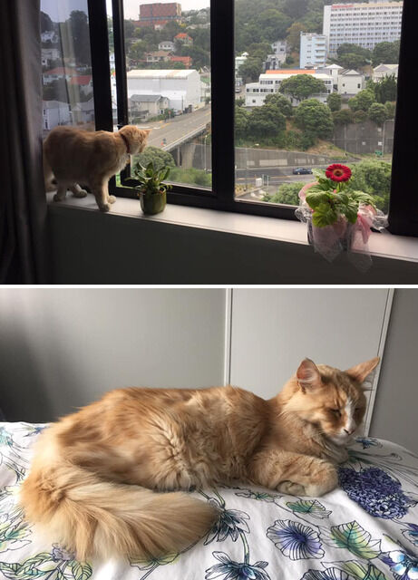 嫁の戸籍謄本が机に置いてあって、何となく見たら自分の謄本にはない戸籍法２０条の記載があった。俺「なんだこれ。養子か？バツイチか？帰化人か？」→調べたら、まさかの・・・