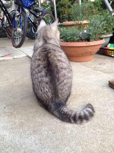 朝から納期遅れのクレーム電話がきた。先方「○○さんは居る？」私「弊社にはおりませんが」先方「いないわけないだろ！うちを担当してんだから！」