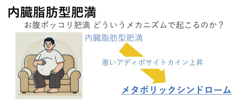 朝食を抜く人は「ポッコリお腹」になりやすい