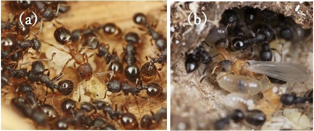 「女王しかいないアリ」を世界で初めて報告ーー子育ての仕方が恐ろしかった