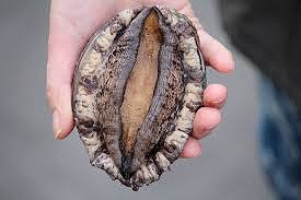 「ま●こ」って最初はピッチリしてて綺麗な色なのに、なんで大人になるにつれてダルダルの皮で汚い醜い色になるの？