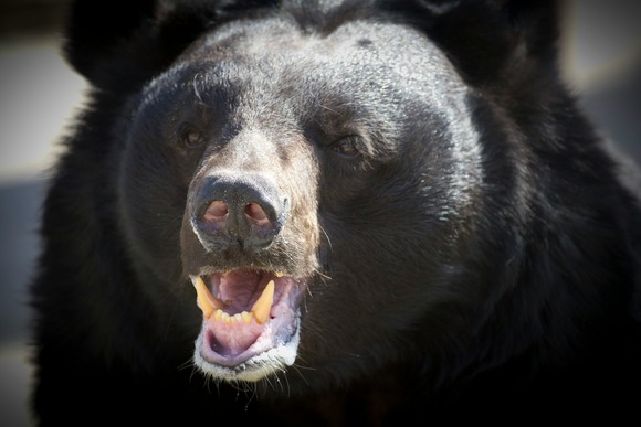 【岩手 紫波町】発見遺体は成人女性、クマに襲われた可能性