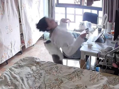 飼い主の女性が…猫に倒されるとき（動画）