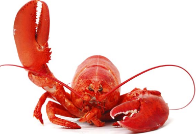 動物解放活動家さん、飲食店水槽のロブスターを強奪し海に投げ入れて死なせる