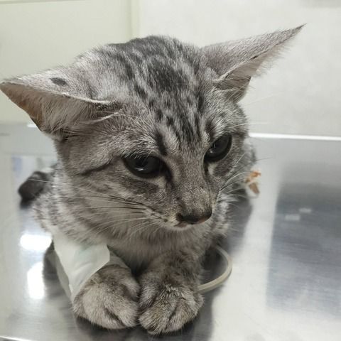 義弟が男性不妊だからという理由で、義弟嫁が私の夫の種を欲しがってきた。私「そんなに似た子が欲しいなら義父さんに頼んでください、私の夫は絶対に嫌です」→結果