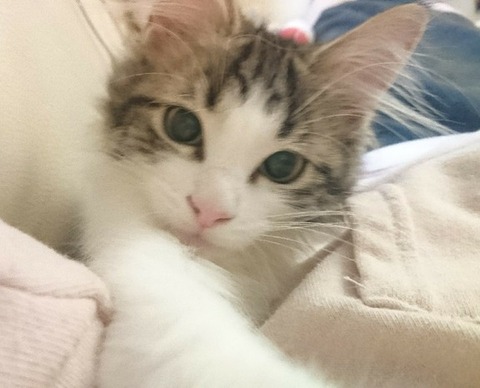 彼氏「娘さんと結婚しようと思っています」父「娘はやらん！」→父が湯飲みを中身ごと彼に投げつけた！！彼は少し沈黙した後に…