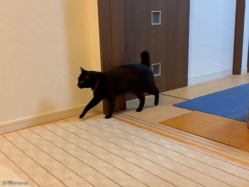 この黒猫…くつろぎ方が猫っぽくない