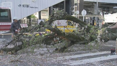 【悲報】日本が誇るソメイヨシノさん、日本各地で倒木してしまう