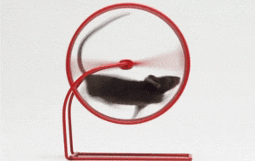 ハムスターの車輪を野外に設置した結果 いろんな動物の人気スポットに