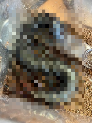 【閲覧注意】ベネズエラの大ムカデ、デカ過ぎヤバ過ぎwww