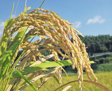 米、とうとう5kg2000円台まで値下がってしまうwww