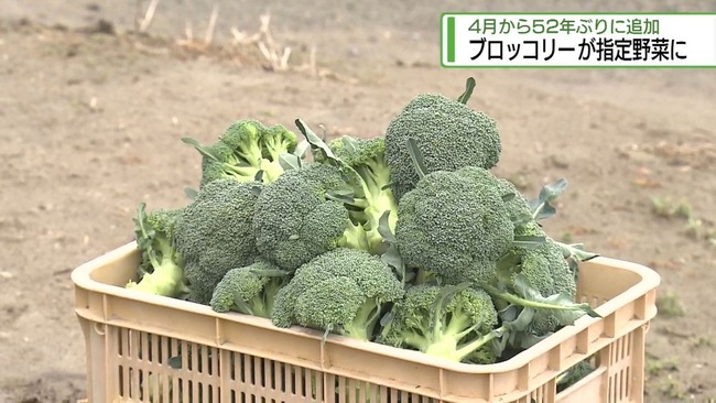 ブロッコリー、今日から「指定野菜」に