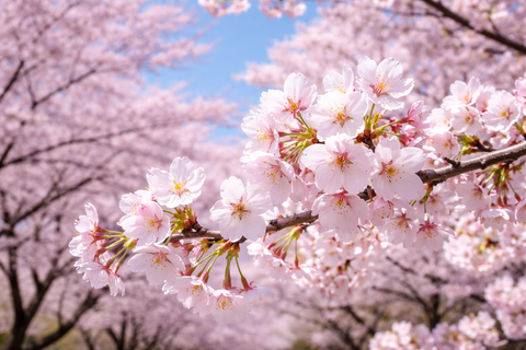 【悲報】日本中のソメイヨシノ、劣化してしまう