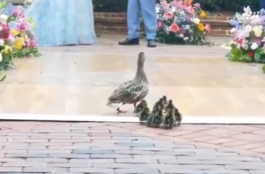 結婚式で母ガモ＆11羽のモフモフ軍団が乱入www