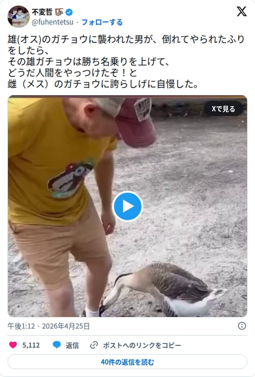 【動画】ガチョウさん、やられたふりした男を倒したと思い込みメスに武勇伝を語ってしまう