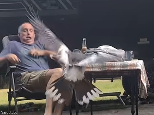 オーストラリアでキャンプ飯を楽しんでいたら…ソーセージを狙う鳥に囲まれた（動画）