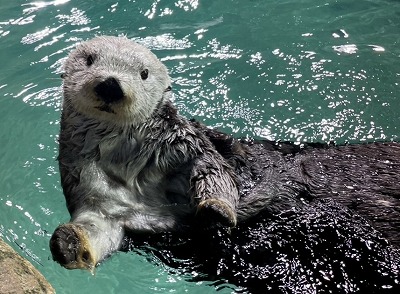【動画】ラッコさん、マジで働かされてしまうwww