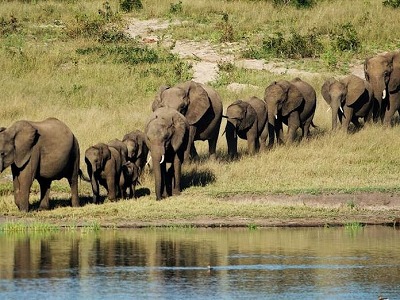【悲報】アメリカの大富豪、動物ハンティング中に象に踏まれてしまった結果・・・