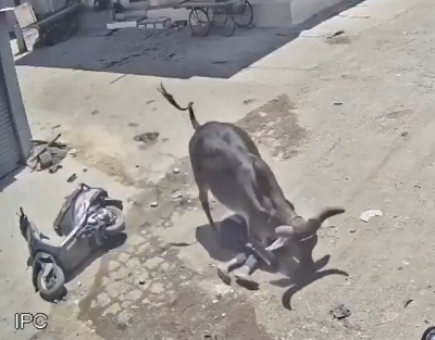 【閲覧注意】人を襲ってるこの動物の正体、誰か教えてくれ