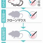 クローンは無限に作れない マウス58世代目で限界