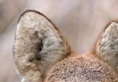 【閲覧注意】韓国、変な鹿が生息していた！！！