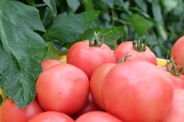 農家「トマトが赤くなったよ」若者「そうですね」農家「今の若い奴は会話もまともにできないのか！」→結果www