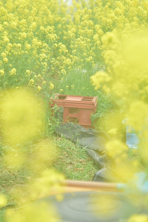 写真撮ってきたから見て