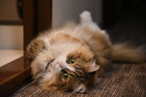 【悲報】猫「モフモフしろ、尻トントンしろ、ご飯出せ、一緒に寝るぞ」www