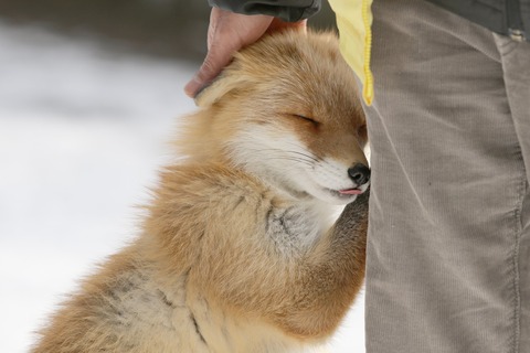 【画像】キツネとかいうかわいい生物