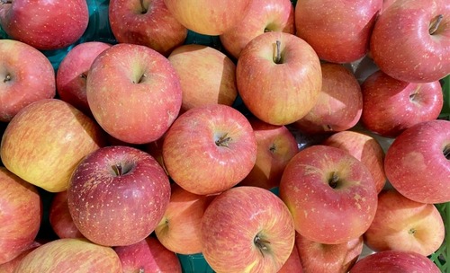 りんご600トン窃盗、元従業員5人に1億9000万円の賠償命令　弘前農協「2億3000万円は確実に回収する」