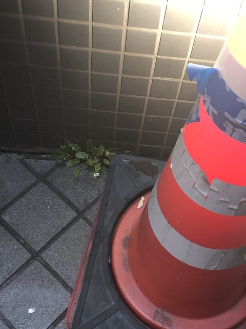 つよそうな雑草見つけた