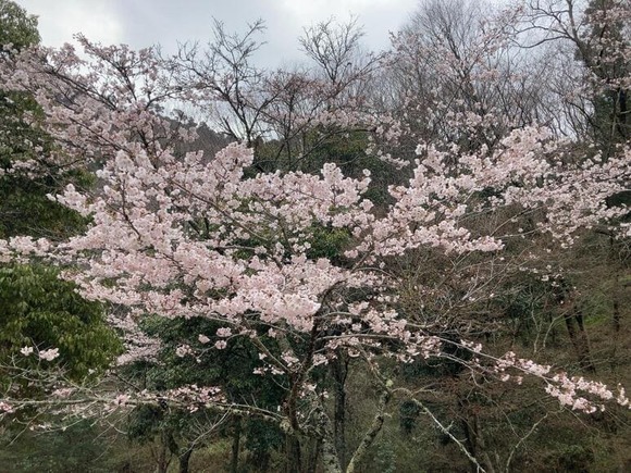 【画像】鉄ヲタのラブライバー、花見キャンプ