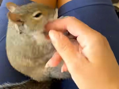 リスが完全に懐くと…こんな風に人間の手と遊ぶ（動画）